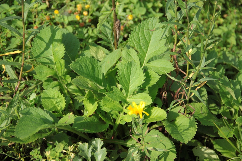 Image of Patrinia scabiosifolia specimen.