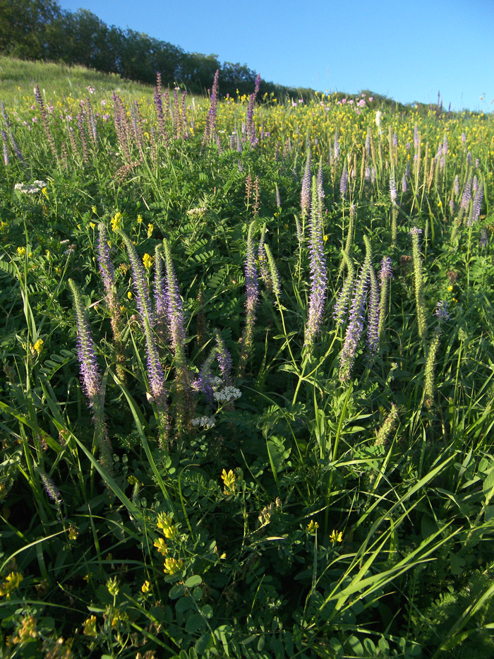 Image of Veronica viscosula specimen.
