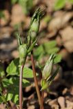 Lathyrus vernus. Верхушки молодых побегов. Санкт-Петербург, Дудергофские высоты, широколиственный лес. 03.05.2009.