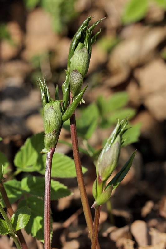 Изображение особи Lathyrus vernus.