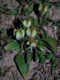 Rhinopetalum stenantherum. Растения с плодами. Узбекистан, г. Ташкент, пос. Улугбек, санитарно-защитная зона. 23.04.2012.