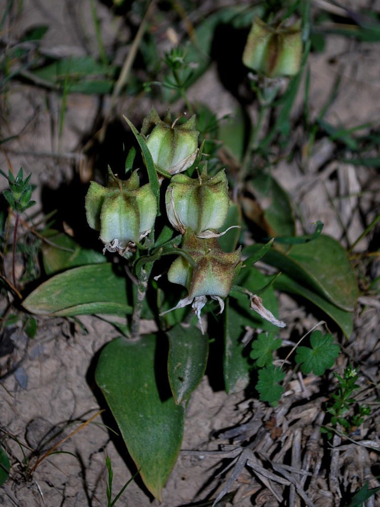 Изображение особи Rhinopetalum stenantherum.