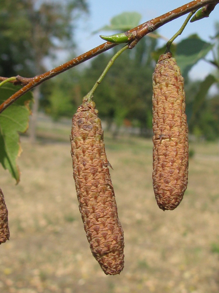 Изображение особи Betula pendula.