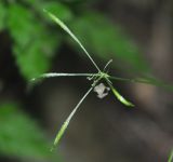 Osmorhiza aristata
