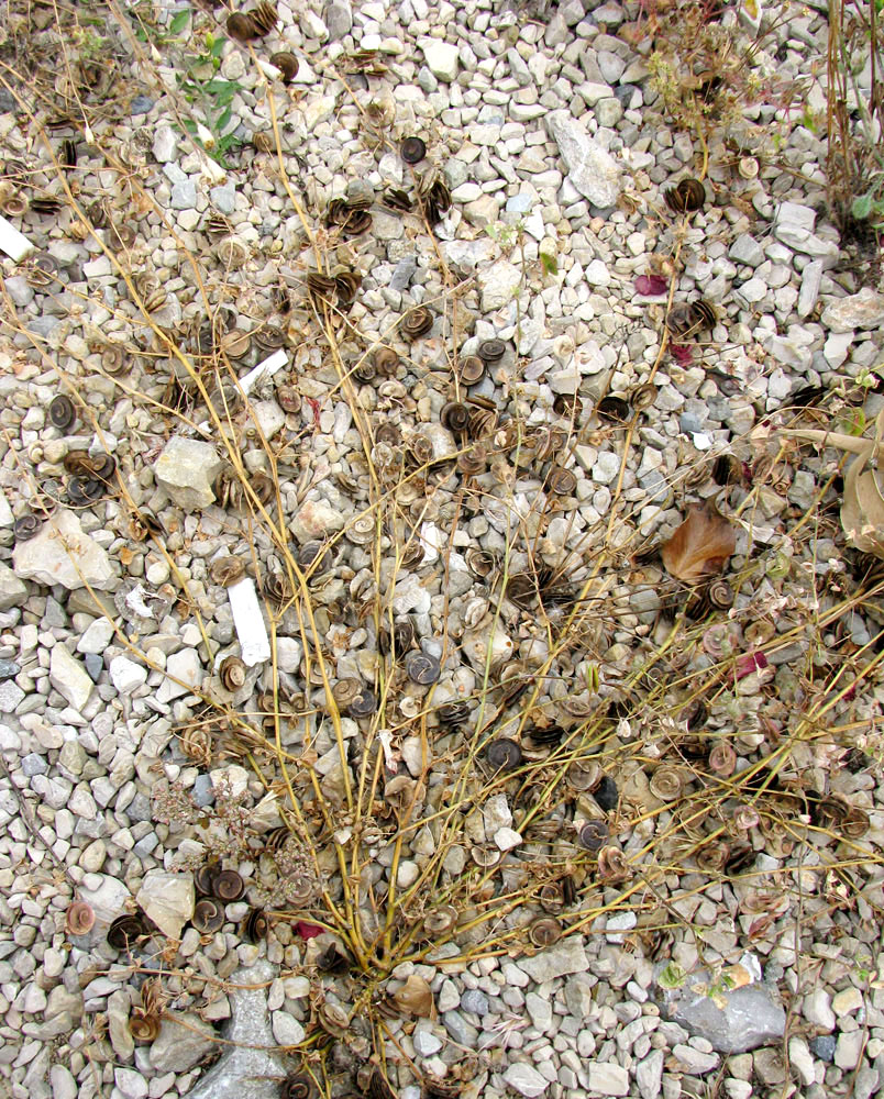 Image of Medicago orbicularis specimen.