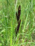 Carex melanostachya