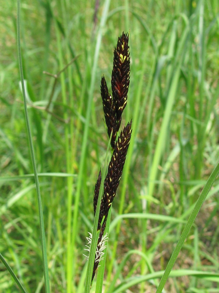 Image of Carex melanostachya specimen.