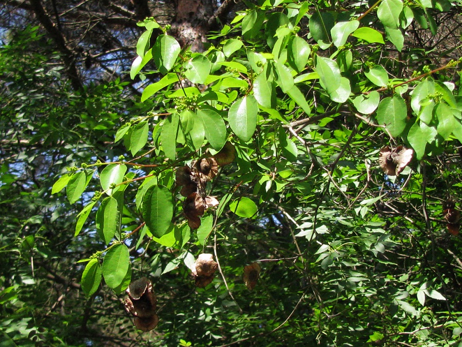 Image of Paliurus spina-christi specimen.