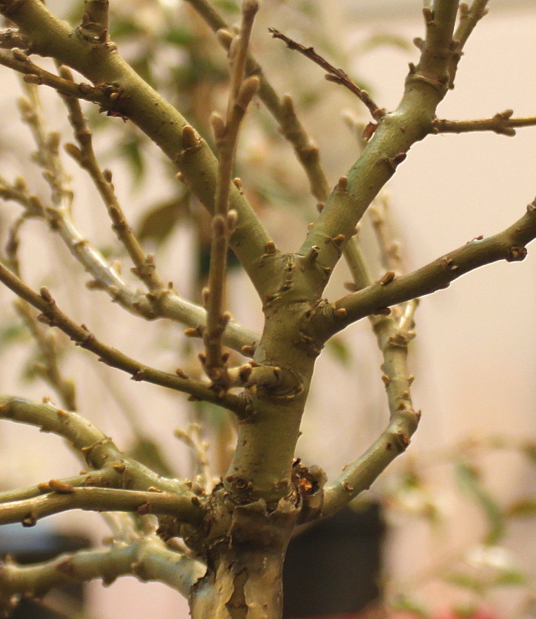 Image of Salix helvetica specimen.