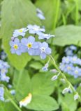 Myosotis sylvatica