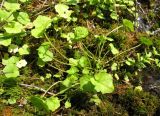 Megadenia bardunovii
