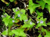 Veronica stelleri