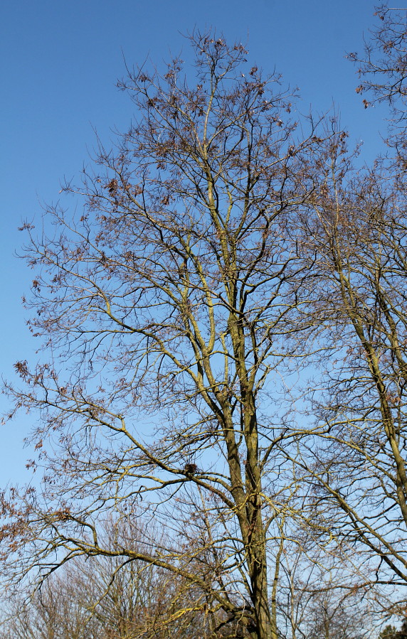 Изображение особи Robinia pseudoacacia.