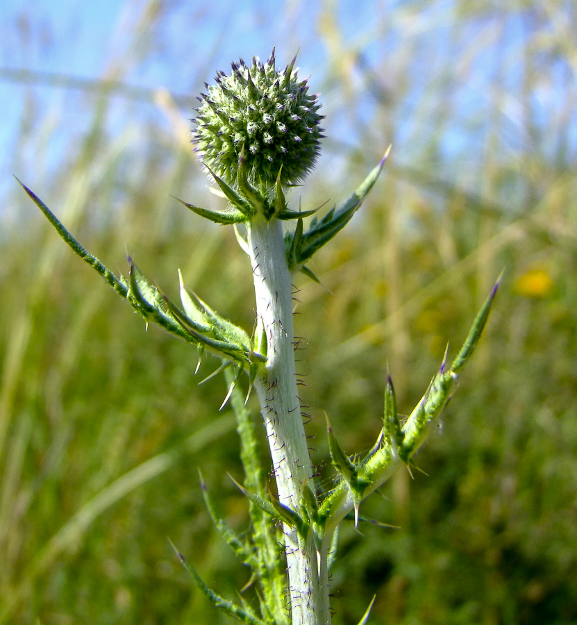 Изображение особи Echinops adenocaulos.