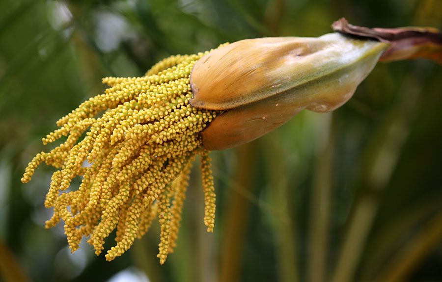 Изображение особи семейство Arecaceae.