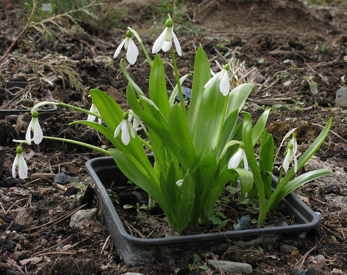 Изображение особи Galanthus panjutinii.