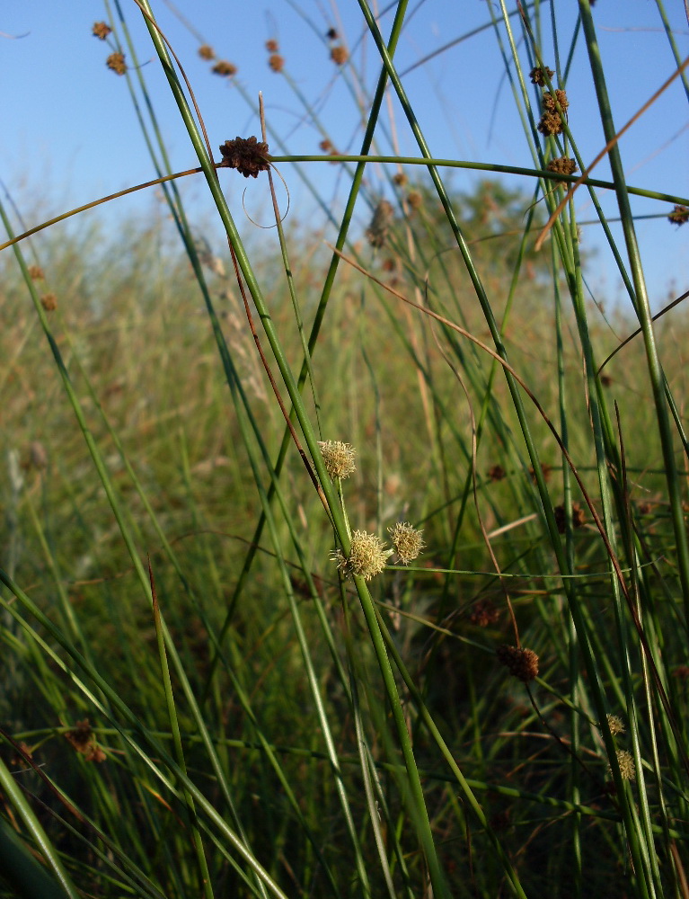 Изображение особи Scirpoides holoschoenus.