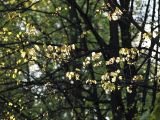 Acer platanoides. Ветви с молодыми листьями. Санкт-Петербург. 12 мая 2009 г.