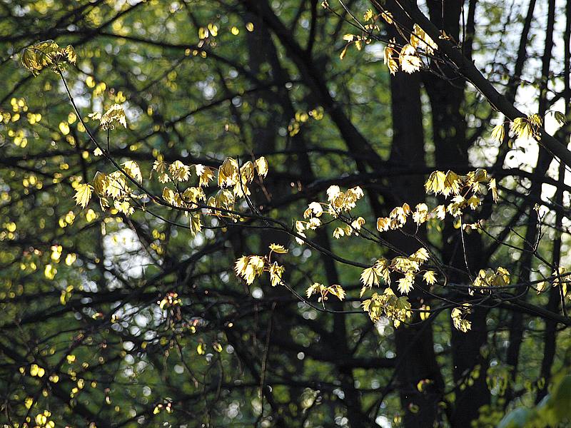 Изображение особи Acer platanoides.