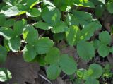 Sanicula europaea