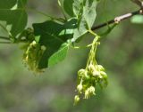 Acer ibericum