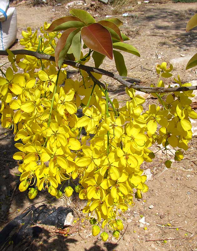 Изображение особи Cassia fistula.