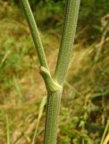 Pimpinella nigra