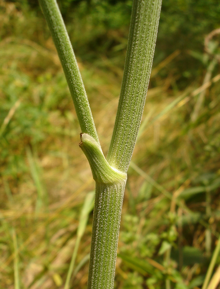 Изображение особи Pimpinella nigra.