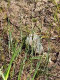 Alopecurus geniculatus. Цветущее растение. Санкт-Петербург, пустырь. 2 июня 2009 г.