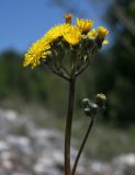 Image of taxon representative. Author is Сергей Банкетов