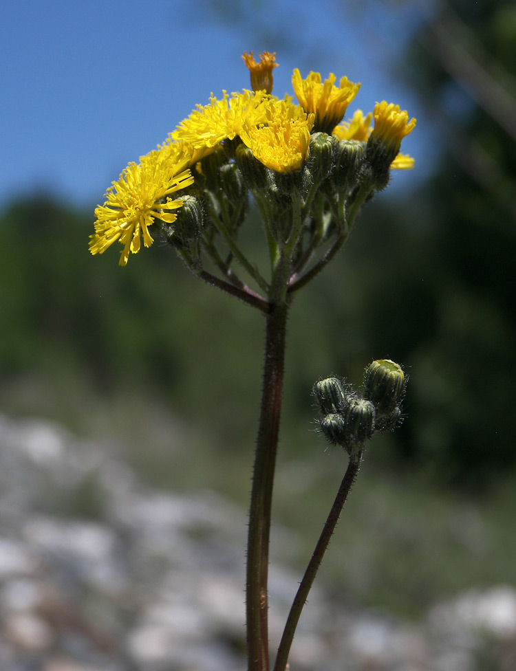 Image of Pilosella longiscapa specimen.