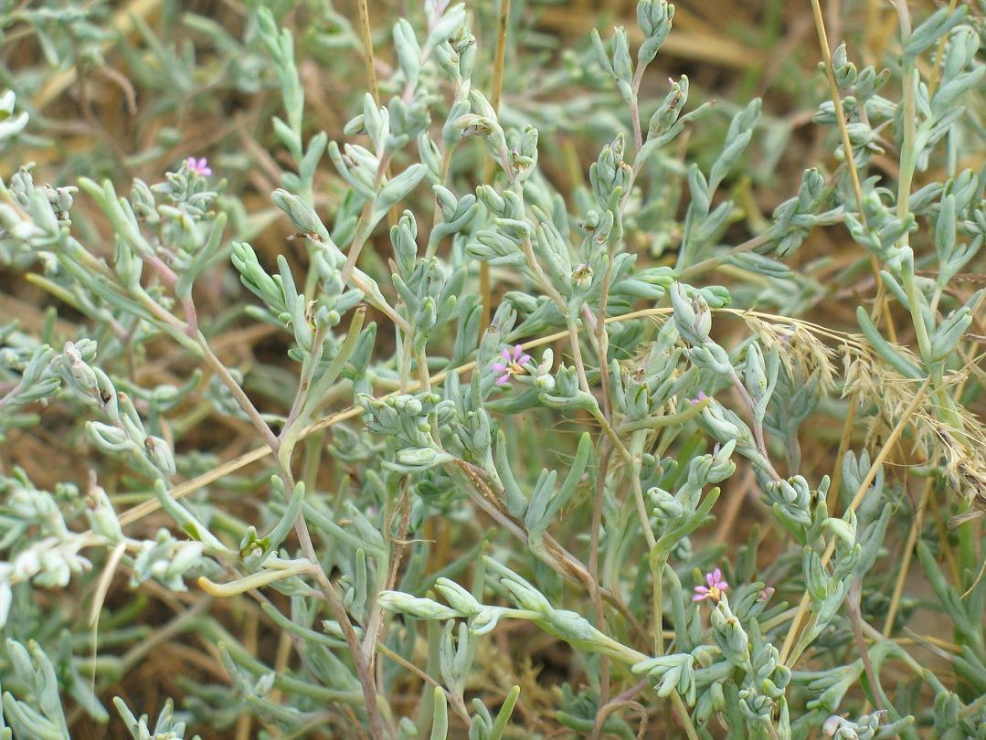 Изображение особи Salsola acutifolia.