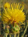 Centaurea solstitialis. Соцветие. Краснодарский край, окр. г. Крымск, остепнённый луг на склоне горы. 17.07.2013.