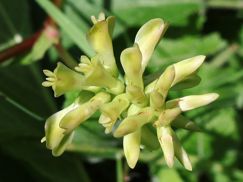 Image of Astragalus glycyphyllos specimen.