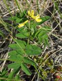 Astragalus umbellatus. Цветущее растение. Камчатский край, Ключевская группа вулканов, окрестности перевала Толуд. 20.07.2013.