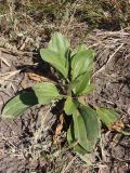 Plantago uliginosa. Растение с ещё не раскрывшимся соцветием. Украина, Запорожская обл., Гуляйпольский р-н, г. Гуляйполе, балка. 25.08.2013.