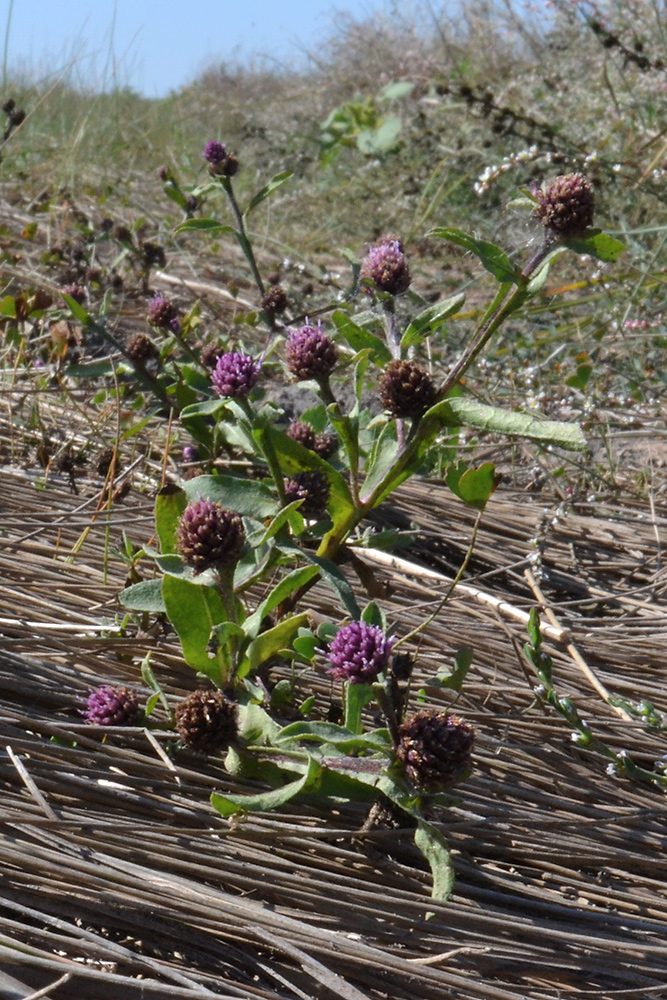 Изображение особи Sphaeranthus strobilifer.