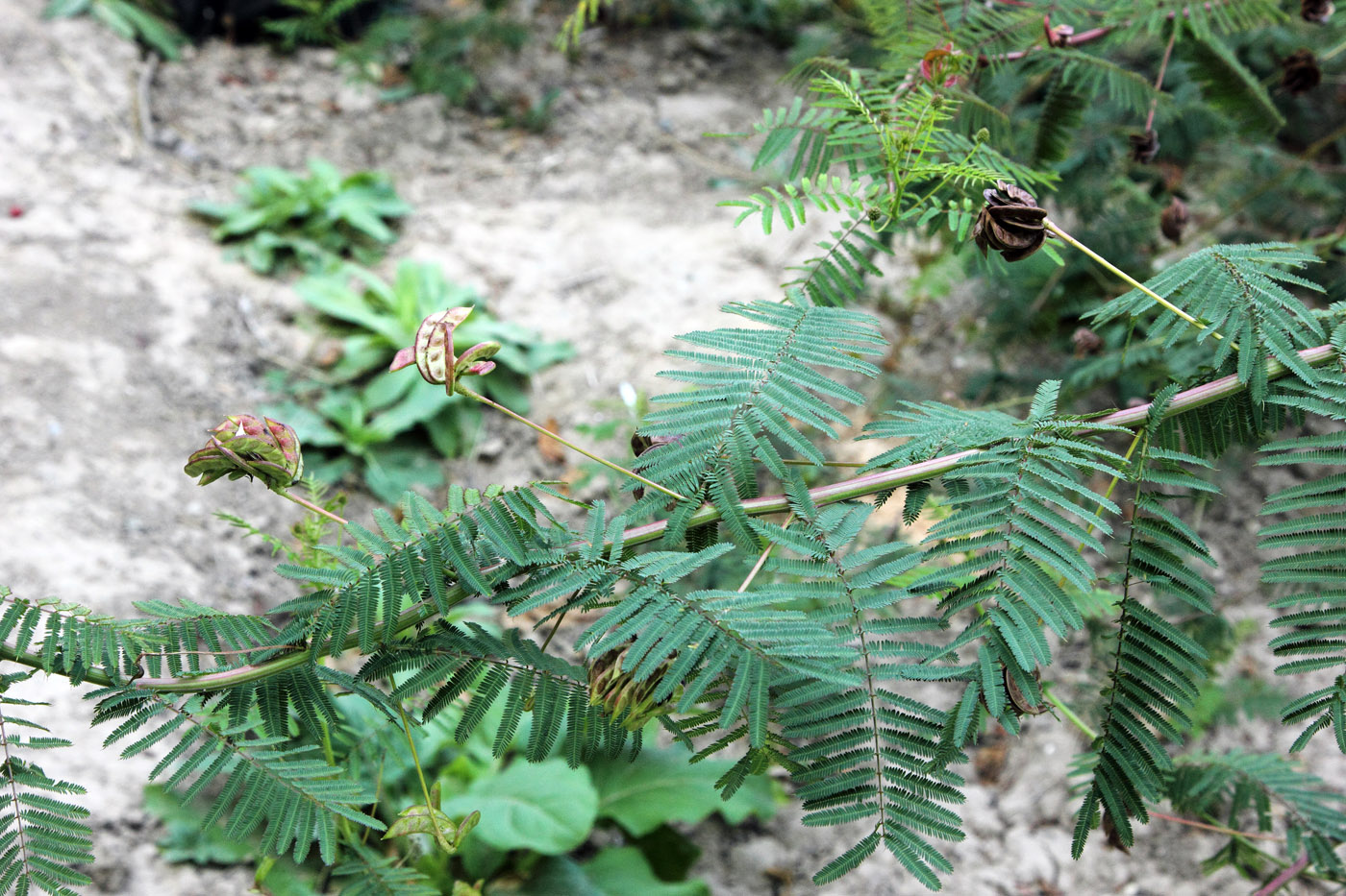 Image of Desmanthus illinoensis specimen.