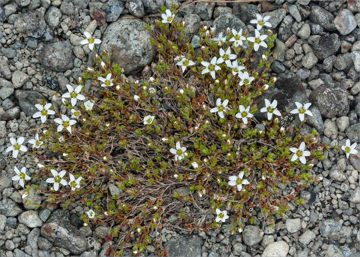 Image of Arenaria pseudofrigida specimen.