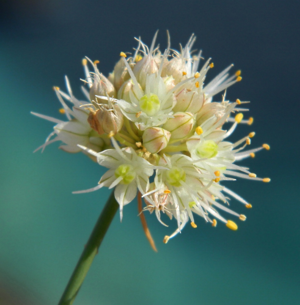 Image of Allium marschallianum specimen.