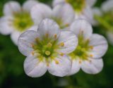 Saxifraga × arendsii