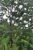 Parkia speciosa. Часть кроны цветущего дерева. Таиланд, национальный парк Си Пханг-нга. 19.06.2013.