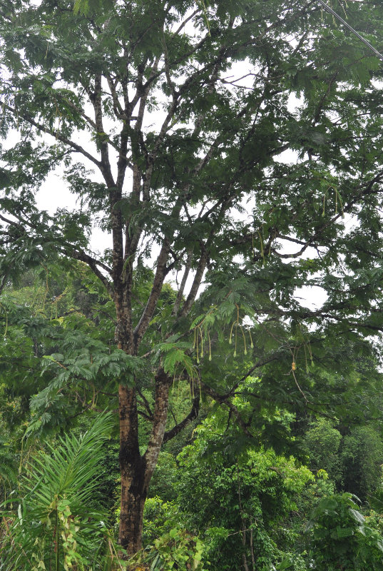 Изображение особи Parkia speciosa.