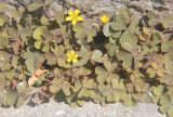 Oxalis corniculata. Цветущие растения. Крым, Ялтинский горсовет, пос. Никита, Никитский ботанический сад, в культуре. 5 августа 2013 г.