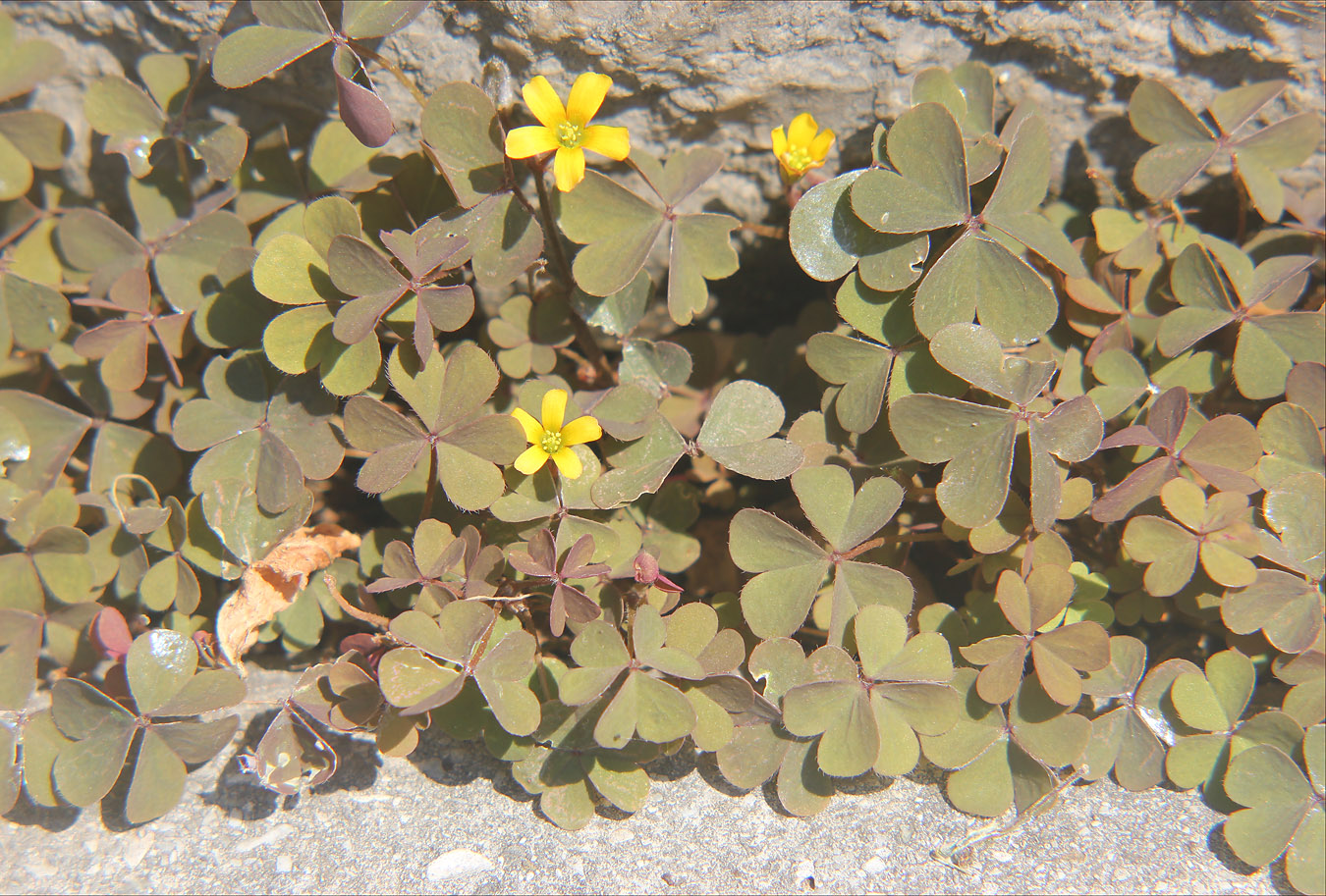 Изображение особи Oxalis corniculata.