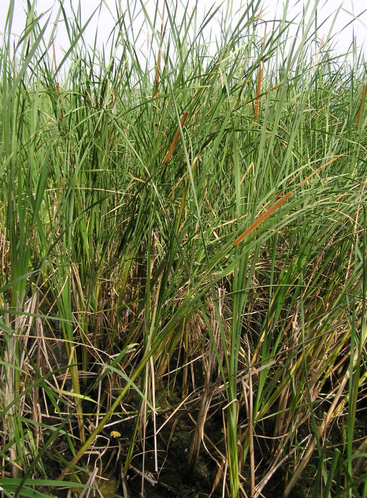 Изображение особи Typha domingensis.