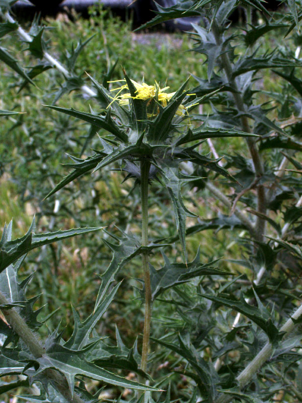 Image of Carthamus &times; turkestanicus specimen.