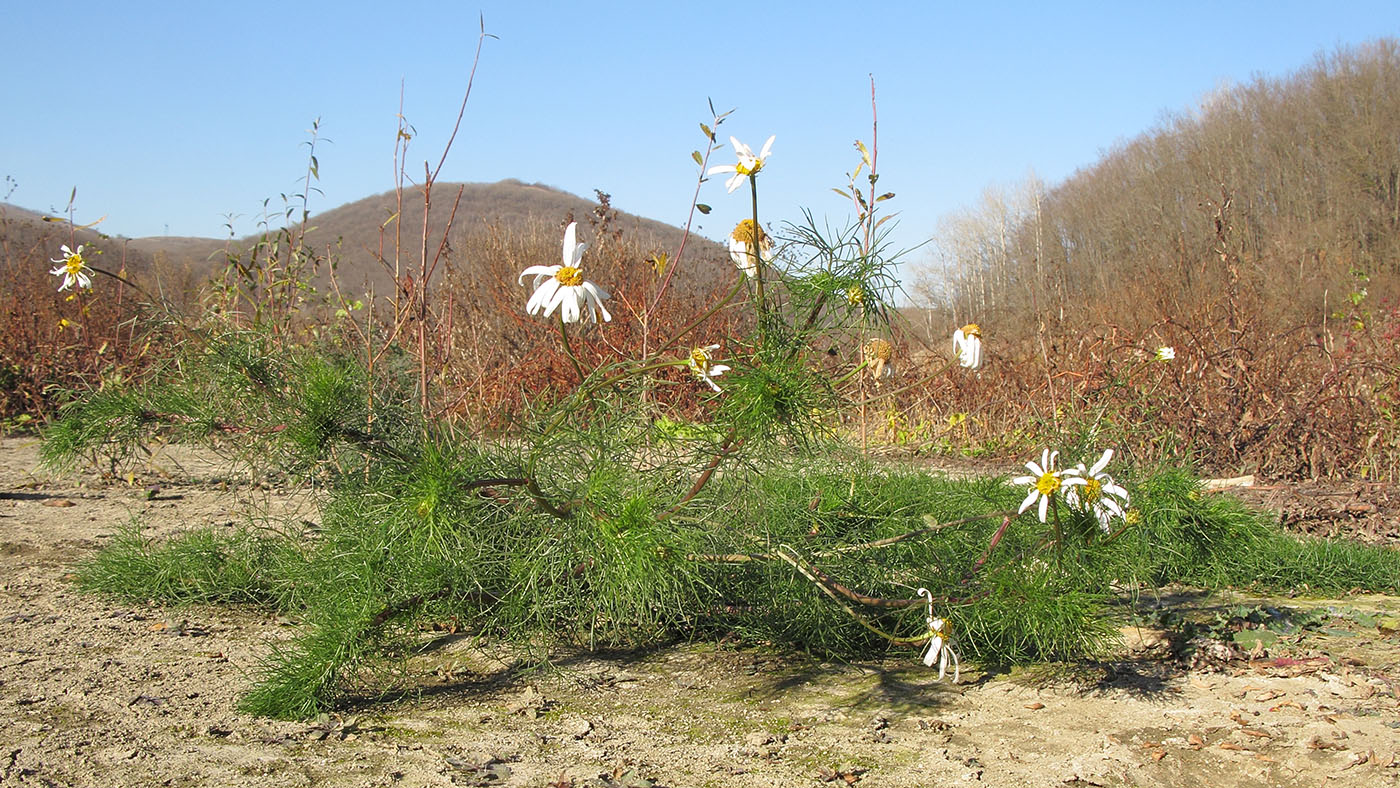 Изображение особи Tripleurospermum inodorum.