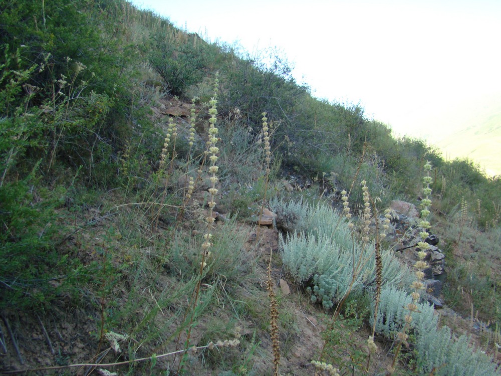 Image of Phlomoides goloskokovii specimen.