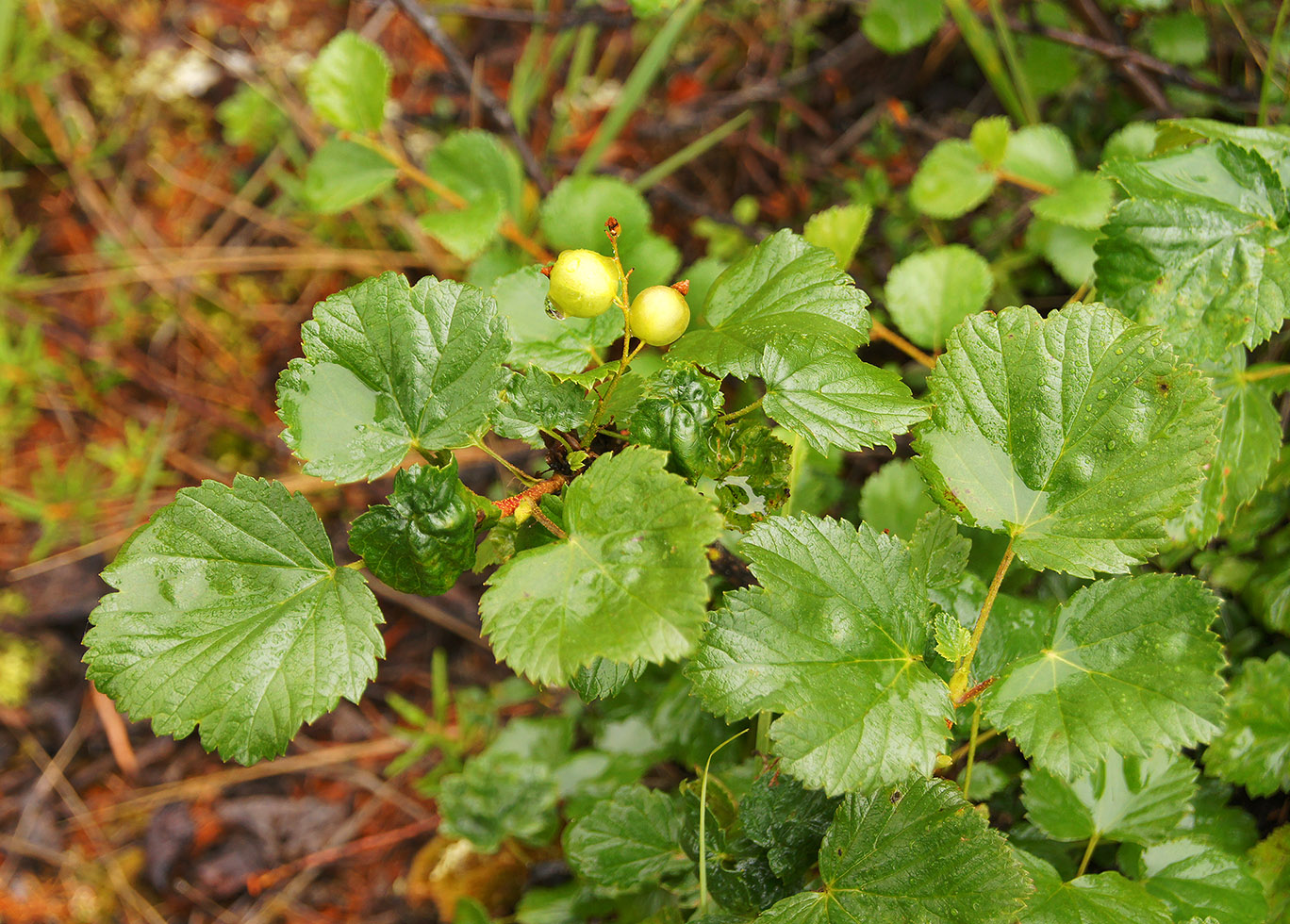 Image of Ribes fragrans specimen.